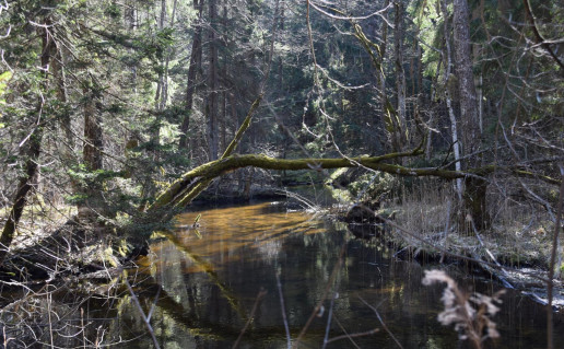 20_Peršokšnos pažintinis takas (3).jpg